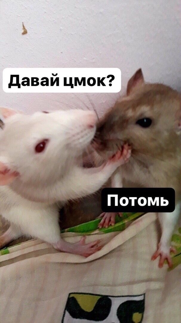 давай цмок