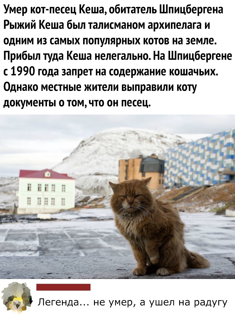 Умер кот песец Кеша обитатель Шпицбергена Рыжий Кеша был талисманом архипелага и одним из самых популярных котов на земле Прибыл туда Кеша нелегально На Шпицбергене с 1990 года запрет на содержание кошачьих Однако местные жители выправили коту документы о том что он песец Легенда не умер а ушел на радугу