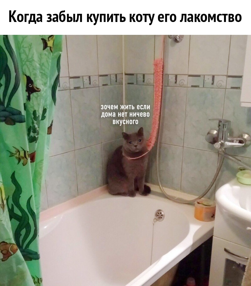 Когда забыл КУПИТЬ КОТУ ЕГО ЛЗКОМСТВО доин ничево Ш виуіипго
