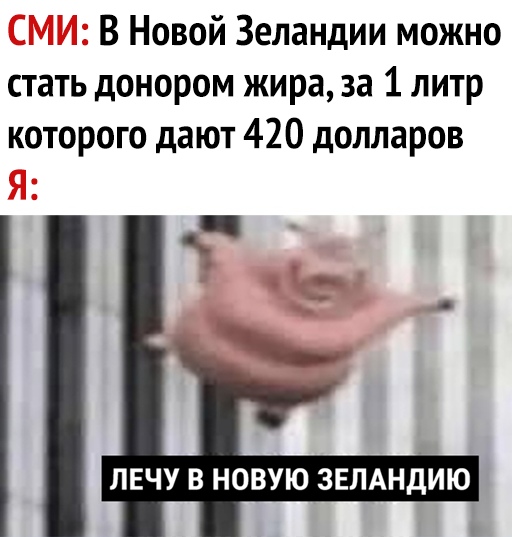 В Новой Зеландии можно стать донором жира за 1 литр которого дают 420 долларов ЛЕЧУ В НОВУЮ ЗЕЛАНДИЮ