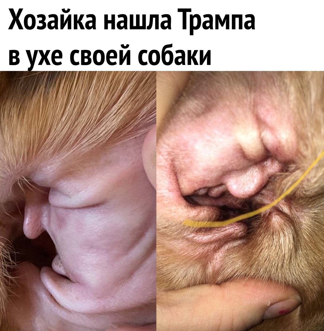 Хозайка нашла Трампа в хе своей собаки