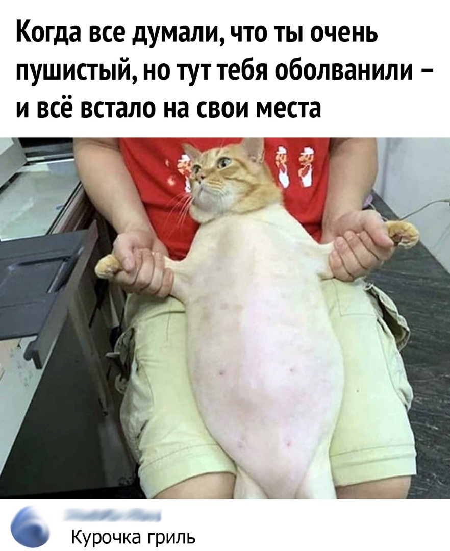 Когда все думали что ты очень пушистый но тут тебя оболванили и всё встало на свои места а_ь ъ _Гч ц_ _