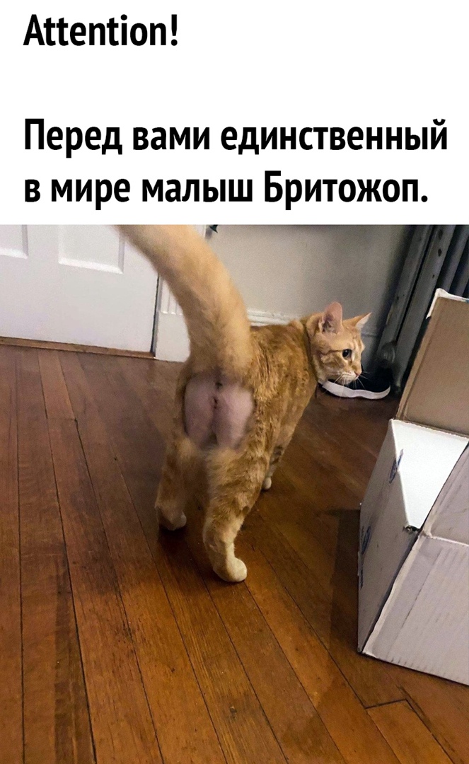 Апептіоп Перед вами единственный В мире МЗЛЫШ БРИТОЖОП ждёг 5