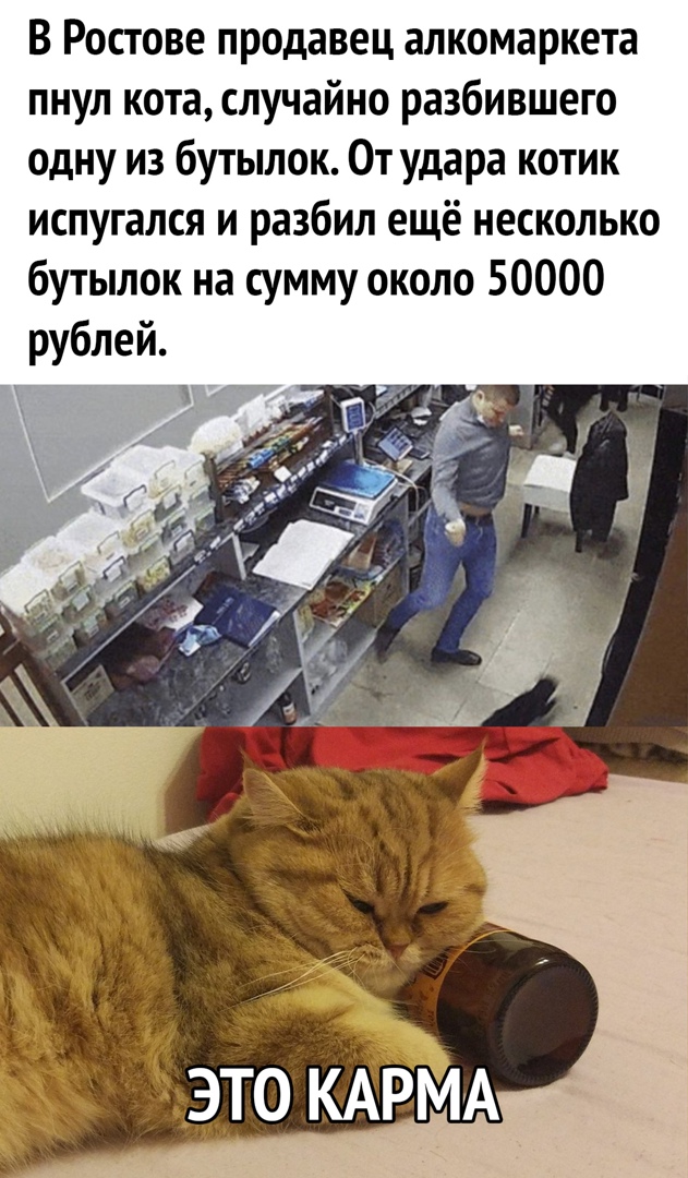 В Ростове продавец алкомаркета пнул кота случайно разбившего одну из бутылок От удара котик испугался и разбил ещё несколько бутылок на сумму около 50000