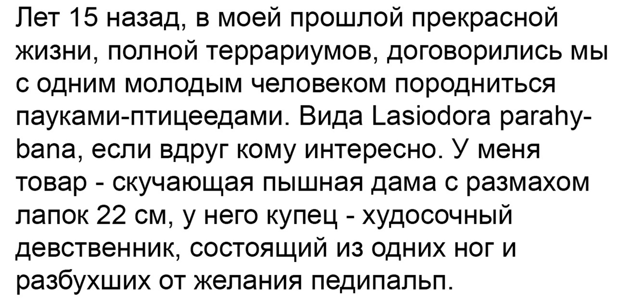 Лет 15 назад в моей прошлой прекрасной жизни полной террариумов договорились мы с одним молодым человеком породниться пауками птицеедами Вида _азіосіога рагаПу Ьапа если вдруг кому интересно У меня товар скучающая пышная дама с размахом папок 22 см у него купец худосочный девственник состоящий из одних ног и разбухших от желания педипальп