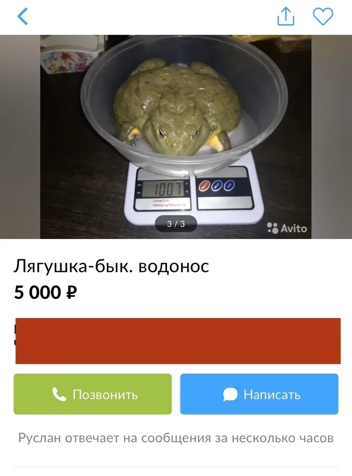 Лягушка бык водонос 5 000 Р РУСПЭН отвечает на СООбЩЭНИЯ за НЕСКОЛЬКО ЧЭСОВ