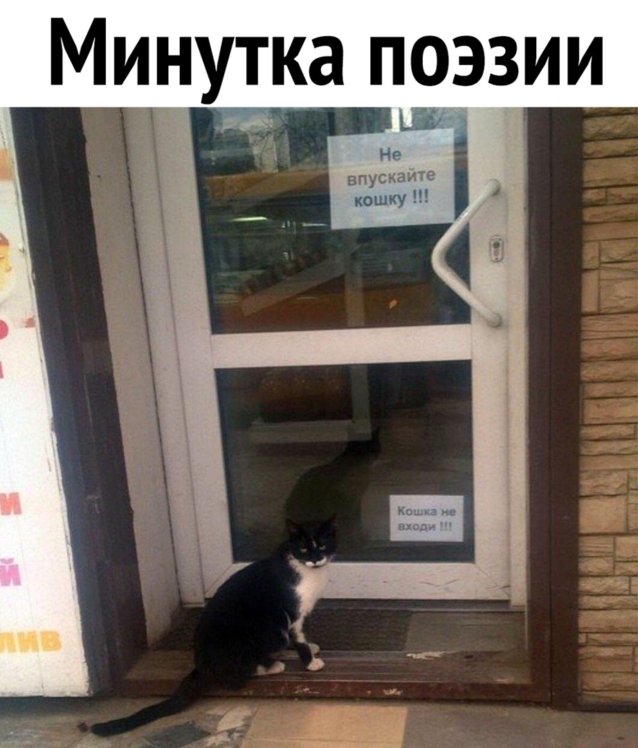 Миутка поэзии Не впускайте кошку