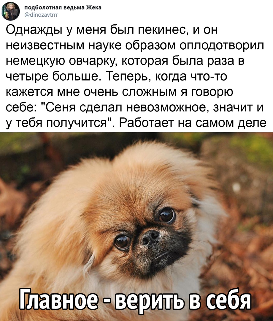 в 5533 ведьма Жека Однажды у меня был пекинес и он неизвестным науке образом опподотворил немецкую овчарку которая была раза в четыре больше Теперь когда что то кажется мне очень сложным я говорю себе Сеня сделал невозможное значит и у тебя получится Работает на самом деле веритьв себя