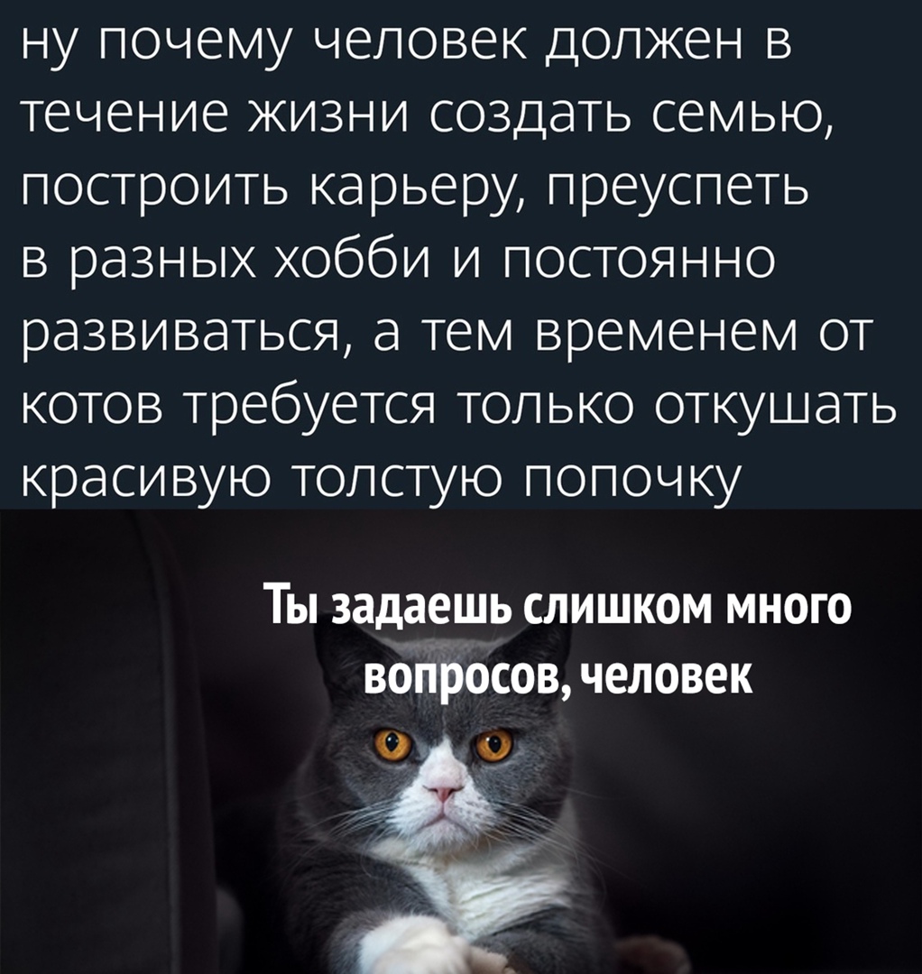 ну почему человек должен в течение жизни создать семью построить карьеру преуспеть в разных хобби и постоянно развиваться а тем временем от котов требуется только откушать красивую толстую попочку Ты задаешь слишком много ВОПРОСОВ ЧЕЛОВОК О