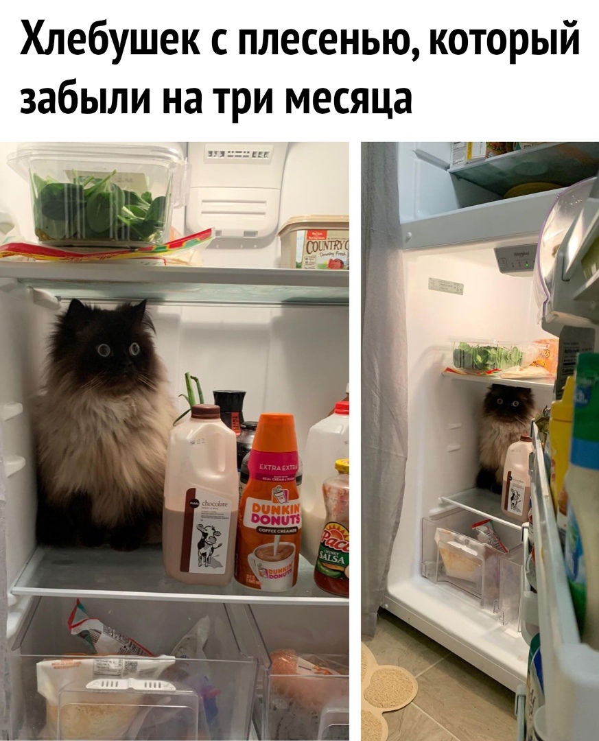 Хлебушек с плесенью который забыли на три месяца _