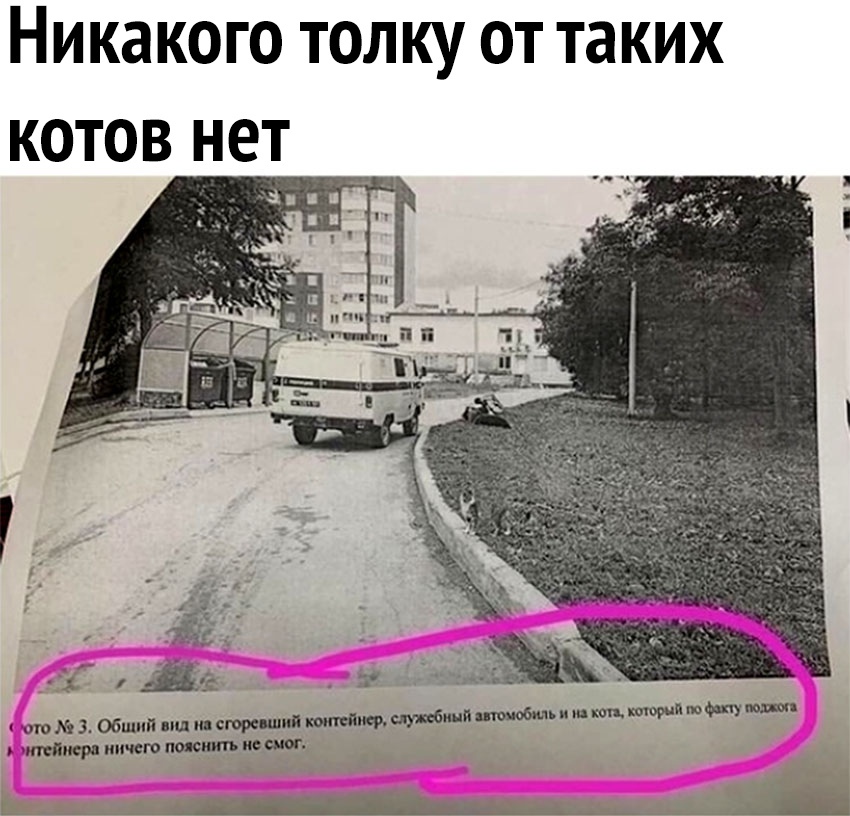Никакого толку от таких котов нет 5 21 Ша ИОКИ Общий влшшстпдйьишшмшимщ мы ттт поитьиеш