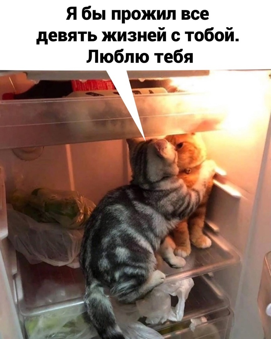 Я бы прожил все девять жизней с тобой Люблю тебя