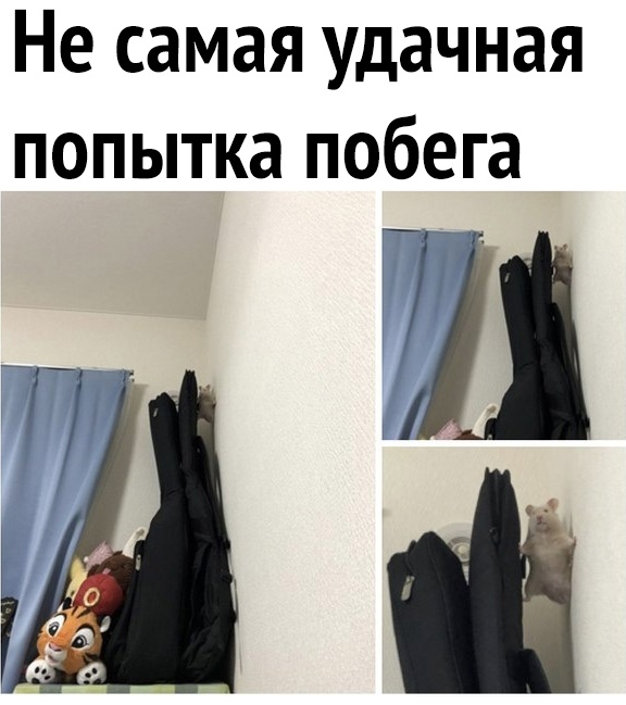 Не самая удачная попытка побега