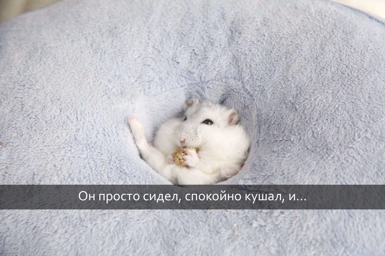 Он просто сидел спокойно кушал и
