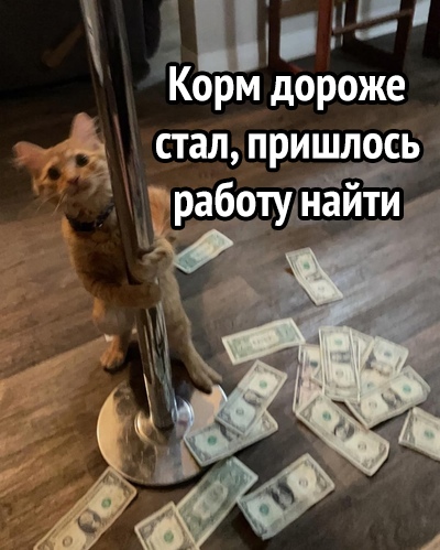 1 С Корм дороже стал ПРИШЛОСЬ