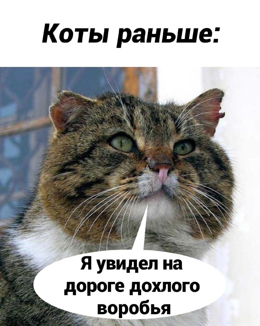 Коты раньше увидел на дороге дохлого Вбя__ 113