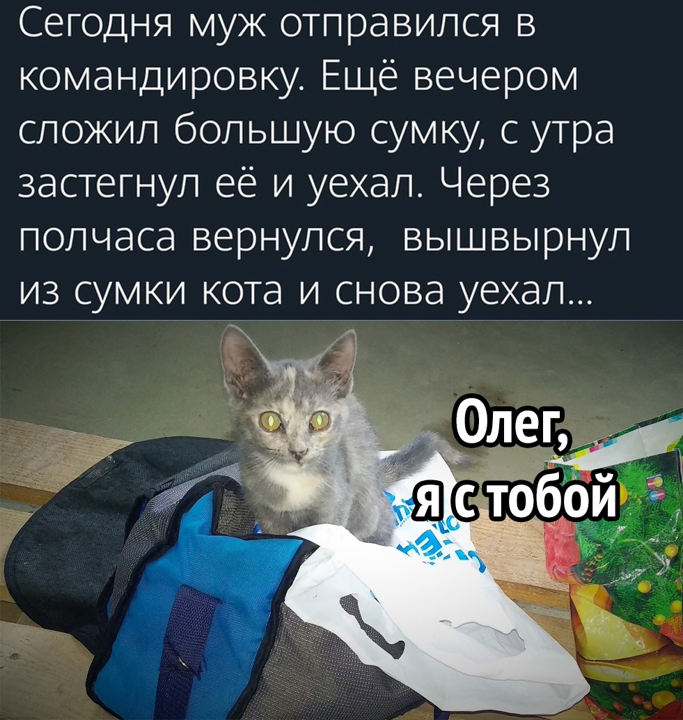 Сегодня муж отправился в командировку. Ещё вечером сложил большую сумку, с утра застегнул её и уехал. Через полчаса вернулся, вышвырнул из сумки кота и снова уехал...