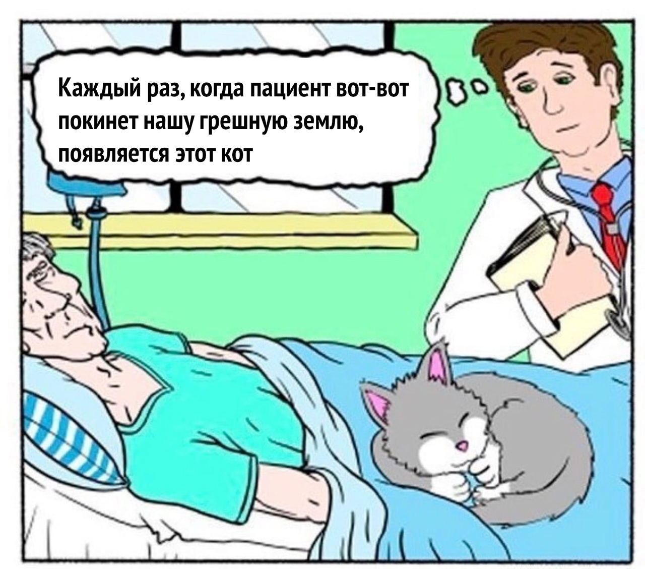 Каждый раз, когда пациент вотвот покинет нашу грешную землю, появляется этот кот