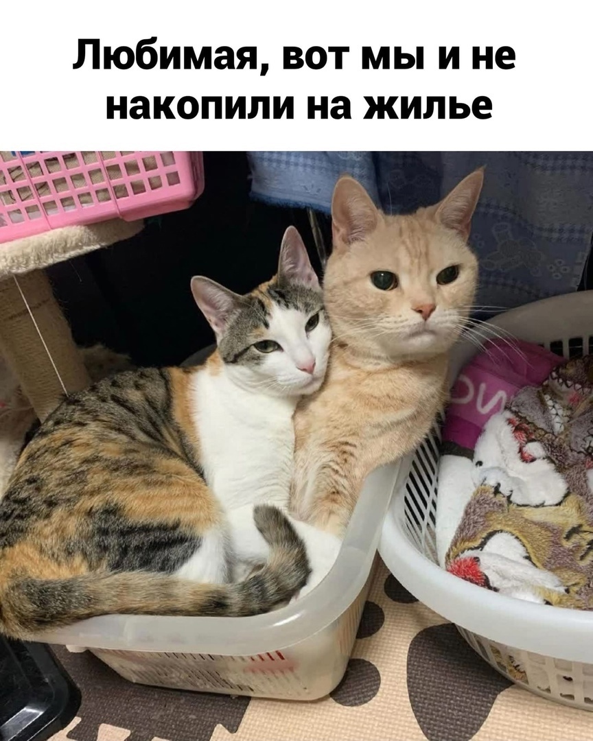 Любимая вот мы и не накопили на жилье