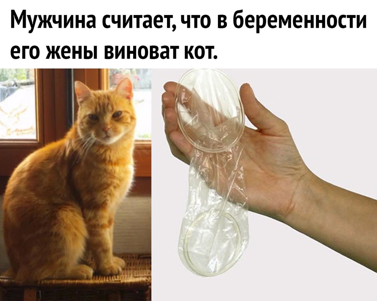 Мужчина считает что в беременности его жены виноват кот