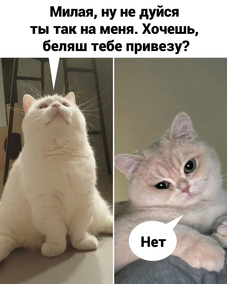 Милая ну не дуйся ты так на меня Хочешь беляш тебе привезу