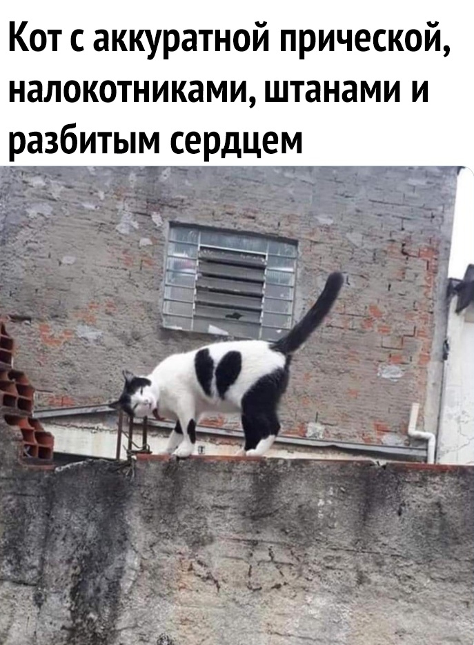 Кот с аккуратной прической налокотниками штанами и разбитым сердцем Я _ 3 55
