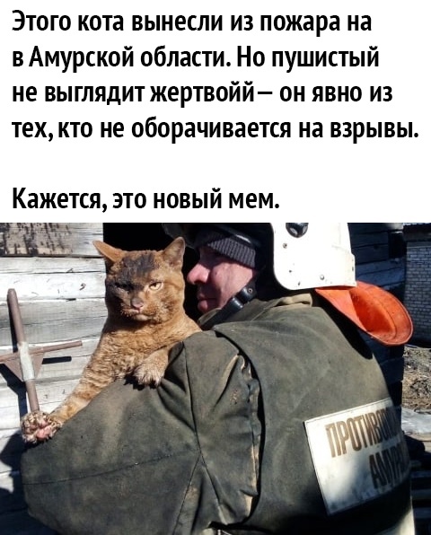 Этого кота вынесли из пожара на в Амурской области Но пушистый не выглядит жертвойй он явно из тех кто не оборачивается на взрывы Кажется это новый мем