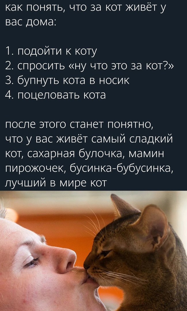 КдК ПОНЯТЬ ЧТО 38 КОТ ЖИВёТ у ВЭС Дома 1 подойти к коту 2 спросить ну что это за кот 3 бупнуть кота в носик 4 поцеловать кота после этого станет понятно что у вас живёт самый сладкий кот сахарная булочка мамин пирожочек бусинкабубусинка лучший в мире кот