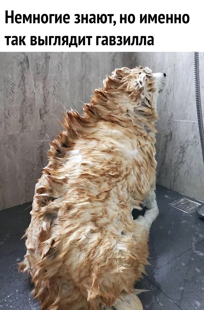 Немногие знают но именно так выгл