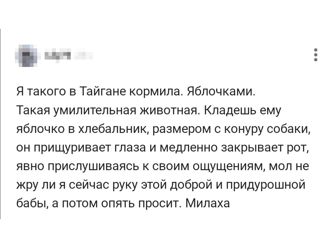 Я такого в Тайгане кормила Яблочками Такая умилительная животная Кладешь ему яблочко в хлебальник размером с конуру собаки он прищуривает глаза и медленно закрывает рот явно прислушиваясь к своим ощущениям мол не жру ли я сейчас руку этой доброй и придурошной бабы а потом опять просит Милаха
