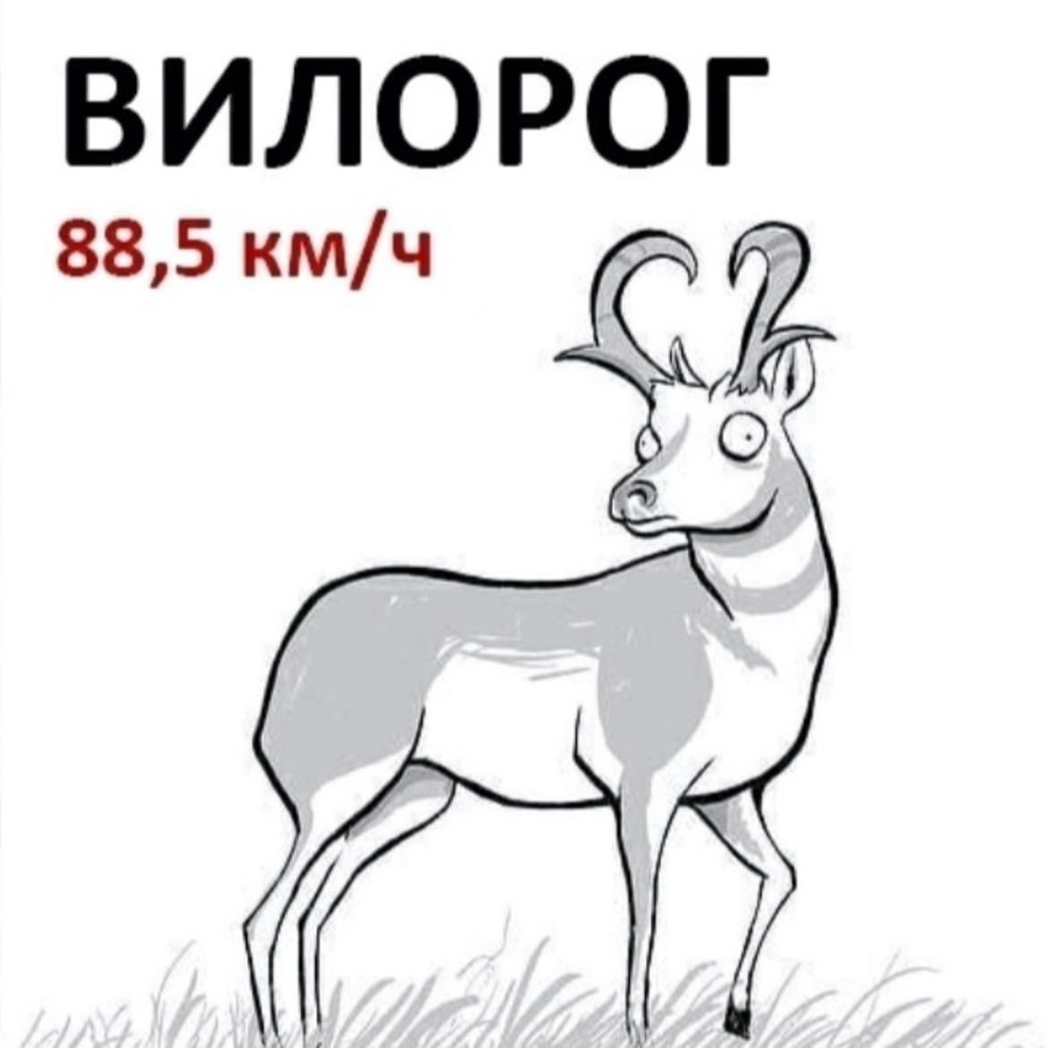 ВИЛОРОГ 885 кмч