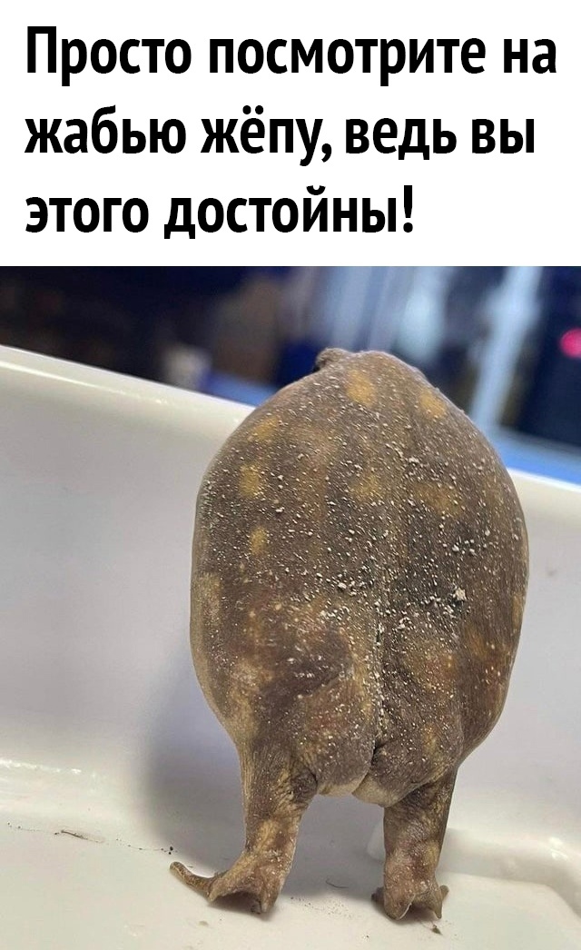 Просто посмотрите на жабью жёпу ведь вы этого достойны