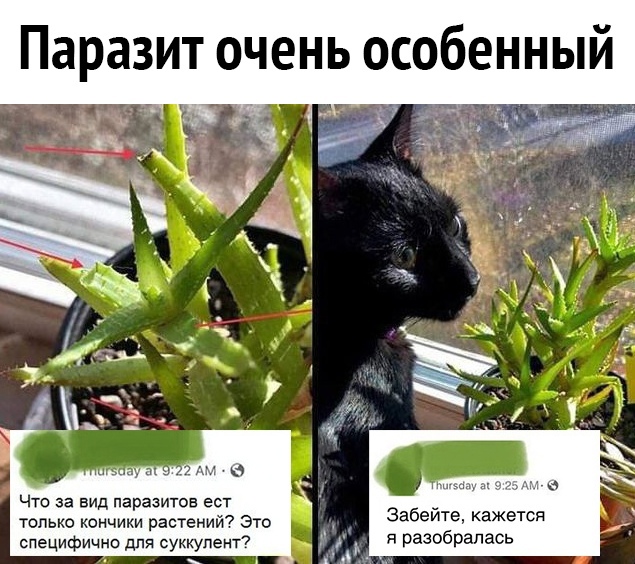 Паразит очень особенный гц Что за вид паразитов ест _ только кончики растений Это 3абеите кажется специфично для суккулент7 я разобралась