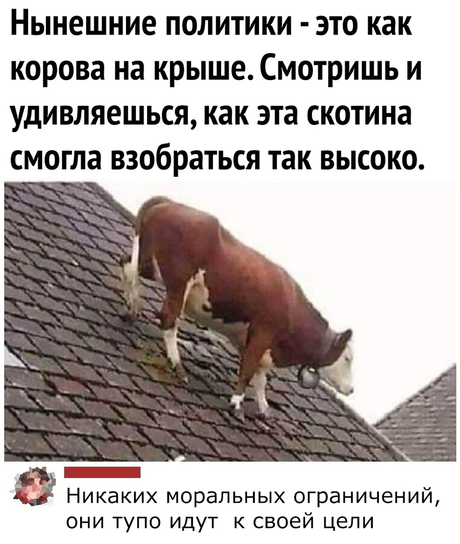 Нынешние политики это как корова на крыше Смотришь и удивляешься как эта скотина смогла взобраться так высоко Ш Никаких моральных ограничений они тупо идут к своей цели