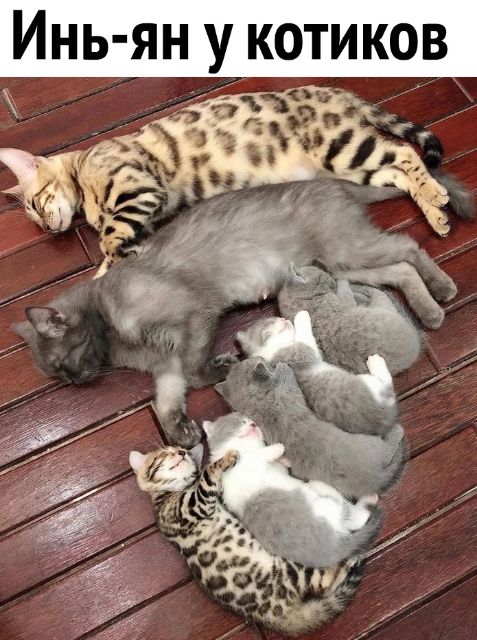 Инь я н у котиков