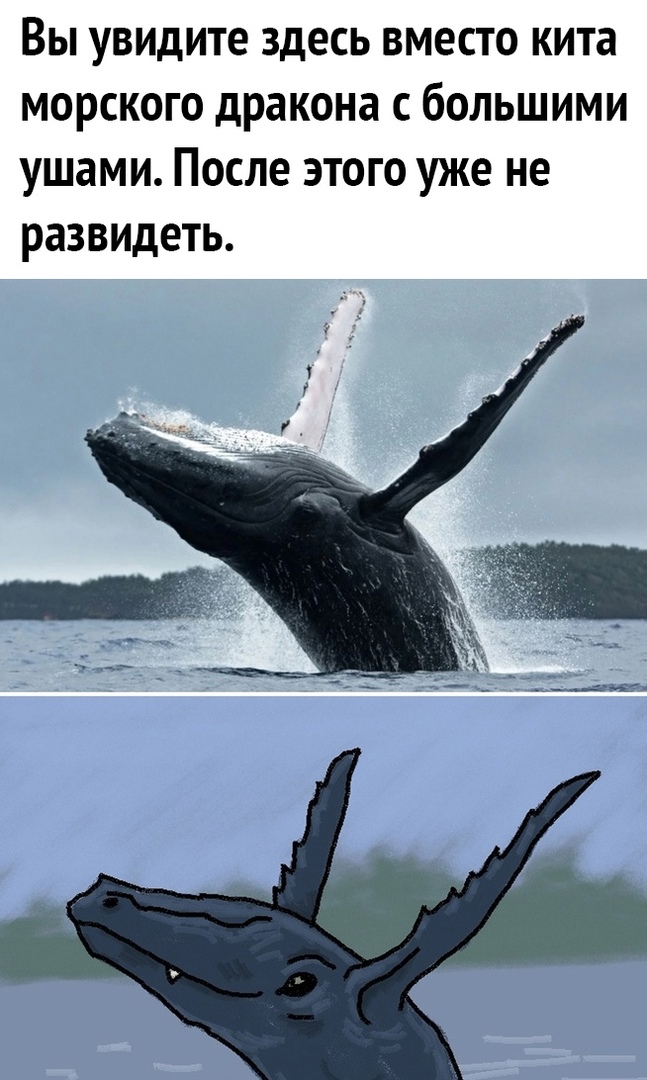 Вы увидите здесь вместо кита морского дракона с большими ушами После этого уже не развидеть