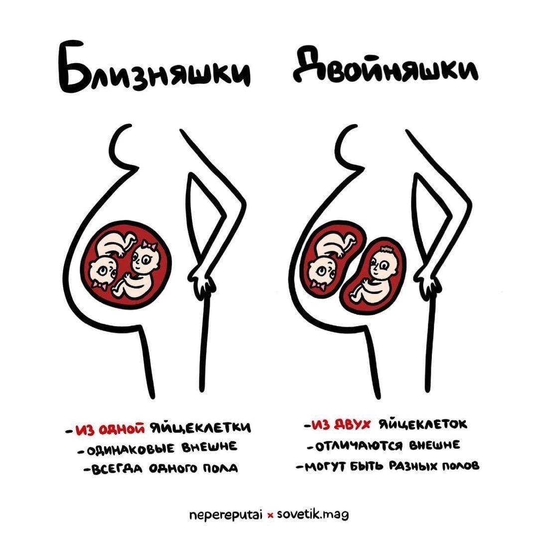 из одной яйцами из АБУ яйцеклеток ОВМНАКОВНЕ внешне оТАМЧАются внешне овсЕГАА одного пом могут Быть РАзиык попов перегерщаі зочеіікгпаэ