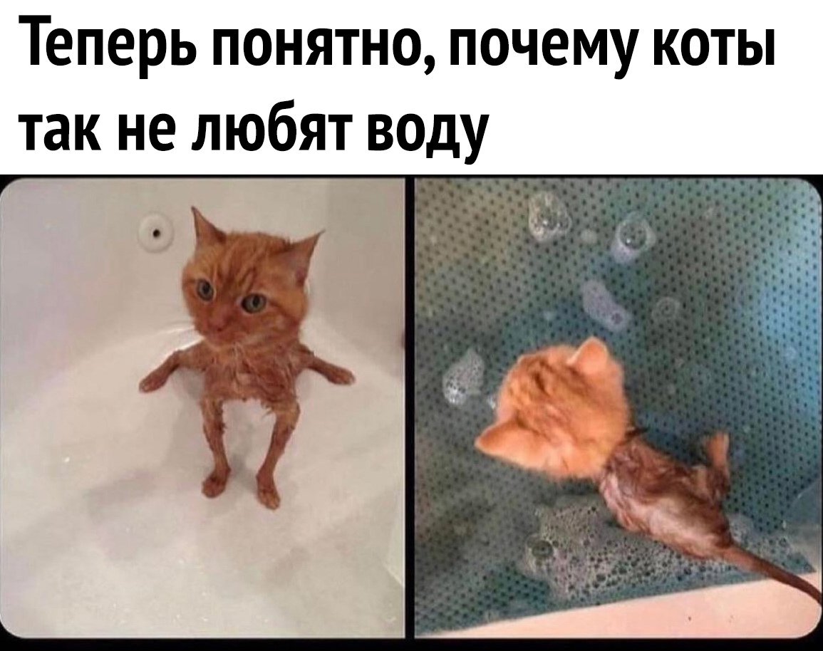 Почему коты не любят купаться проект