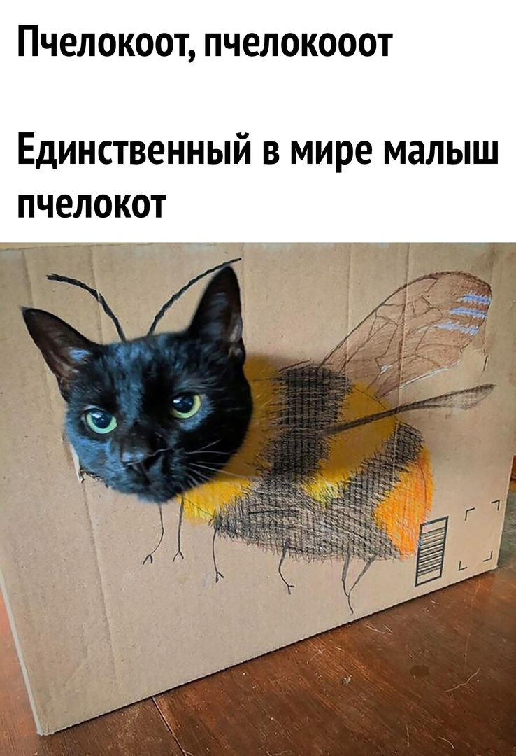 Пчелокоот пчелокооот Единственный в мире малыш пчелокот _ддтаъ