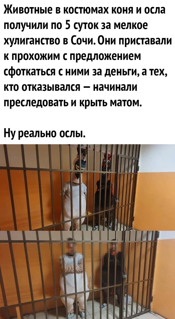 Животные в костюмах коня и осла получили по 5 суток за мелкое хулиганство в Сочи Они приставали к прохожим с предложением сфоткаться с ними за деньги а тех кто отказывался начинали преследовать и крыть матом Ну реально ослы
