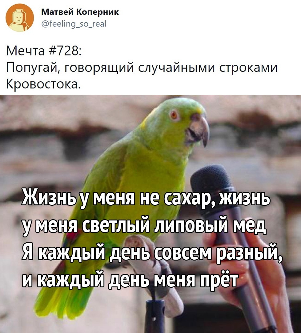 Матвей Коперник іееііп9_зо_геа Мечта 728 Попугай говорящий случайными строками Кровостока МЕНЯ СВЭТЛЫЙ ЛИПОВЫЙМ 37