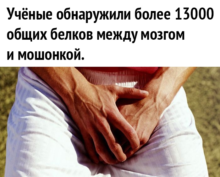 Учёные обнаружили более 13000 общих белков между мозгом и мошоцкой