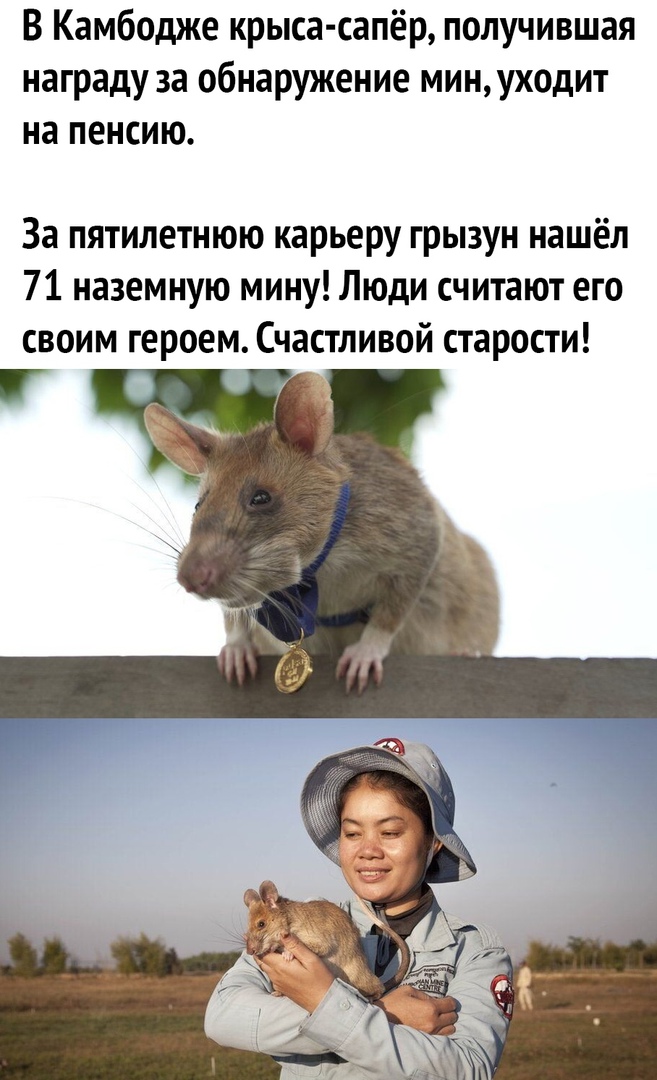 В Камбодже крыса сапёр получившая награду за обнаружение минуходит на пенсию За пятилетнюю карьеру грызун нашёл 71 наземную мину Люди считают его своим героем Счастливой старости Г