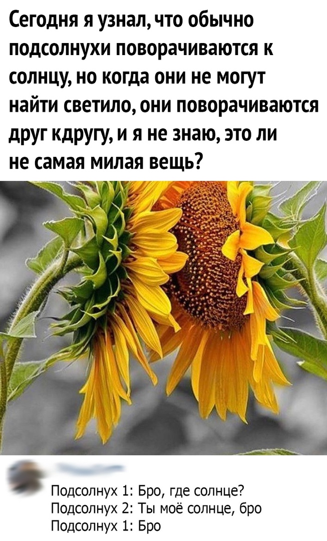 Сегодня я узнал что обычно подсолнухи поворачиваются к солнцу но когда они не могут найти светило они поворачиваются друг кдругу и я не знаю это ли не самая МИЛЗЯ ВЕЩЬ Подсолнух 1 Бро где солнце Подсолнух 2 Ты моё солнце бро Подсолнух 1 Бро