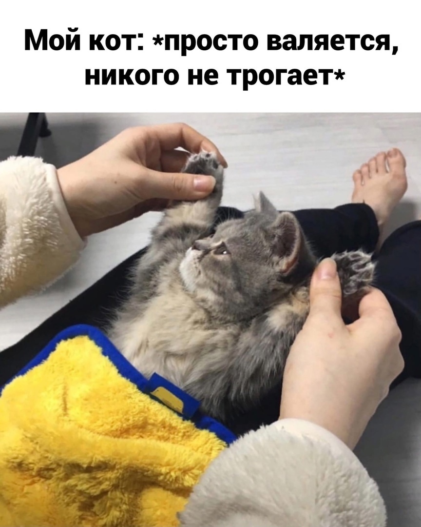 Мой кот просто валяется никого не трогает