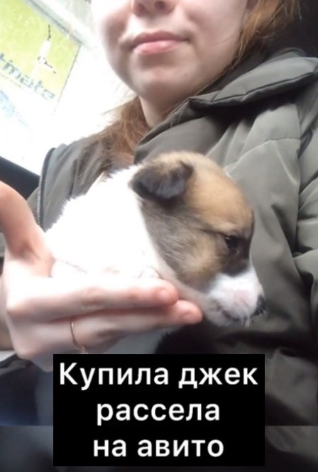 Купила джек рассела на авито