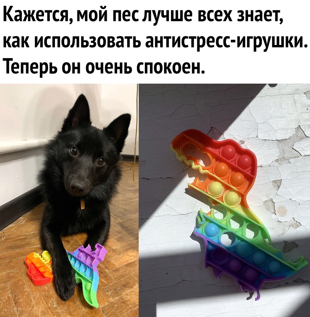Кажется мой пес лучше всех знает как использовать антистресс игрушки Теперь он очень спокоен