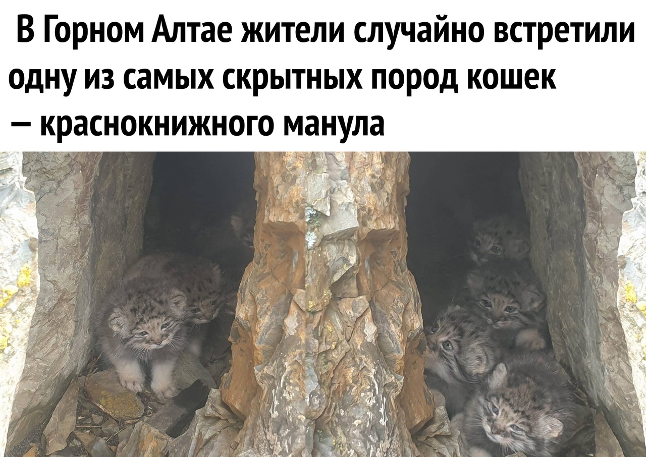 В Горном Алтае жители случайно встретили одну из самых скрытных пород кошек краснокнижного манула