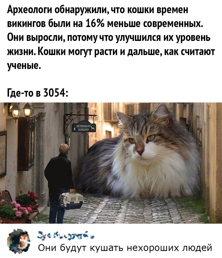 Археологи обнаружили что кошки времен викингов были на 16 меньше современных Они выросли потому что улучшился их уровень жизни Кошки могут расти и дальше как считают ученые Где то в 3054 Они будут кушать нехороших людей