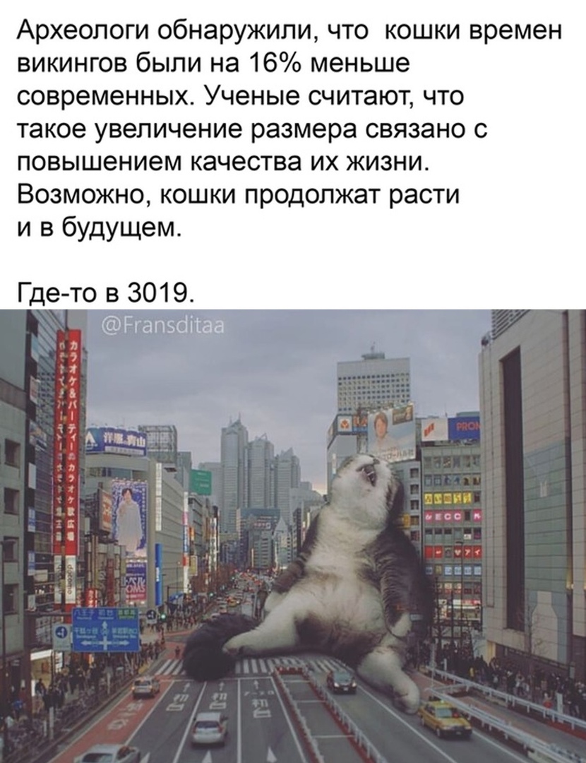 Археологи обнаружили что кошки времен викингов были на 16 меньше современных Ученые считают ЧТО Такое увеличение размера СВЯЗЭНО С повышением качества их жизни Возможно кошки продолжат расти и в будущем Где то в 3019 Ргапэоііаа і тип